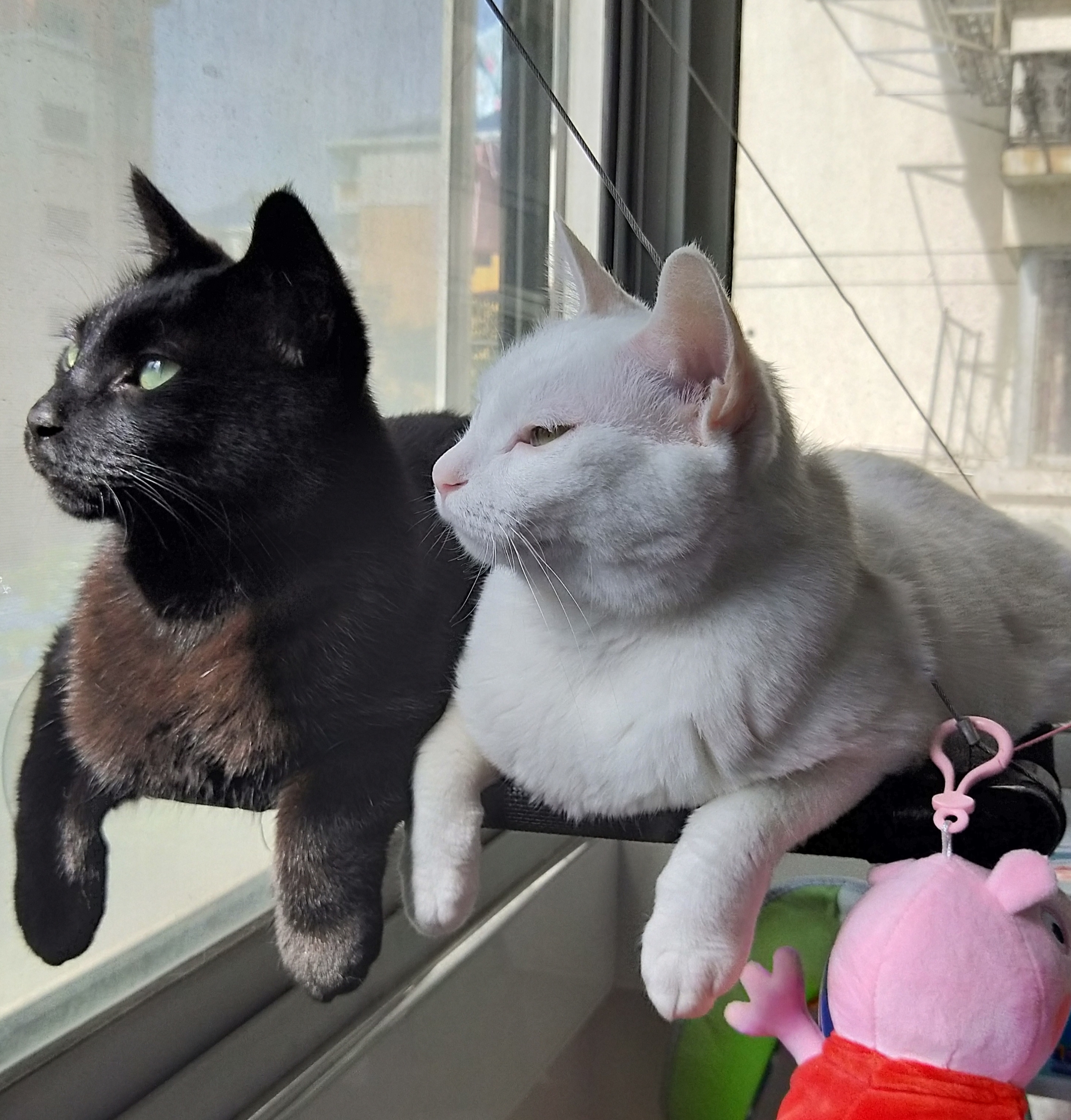 猫 1