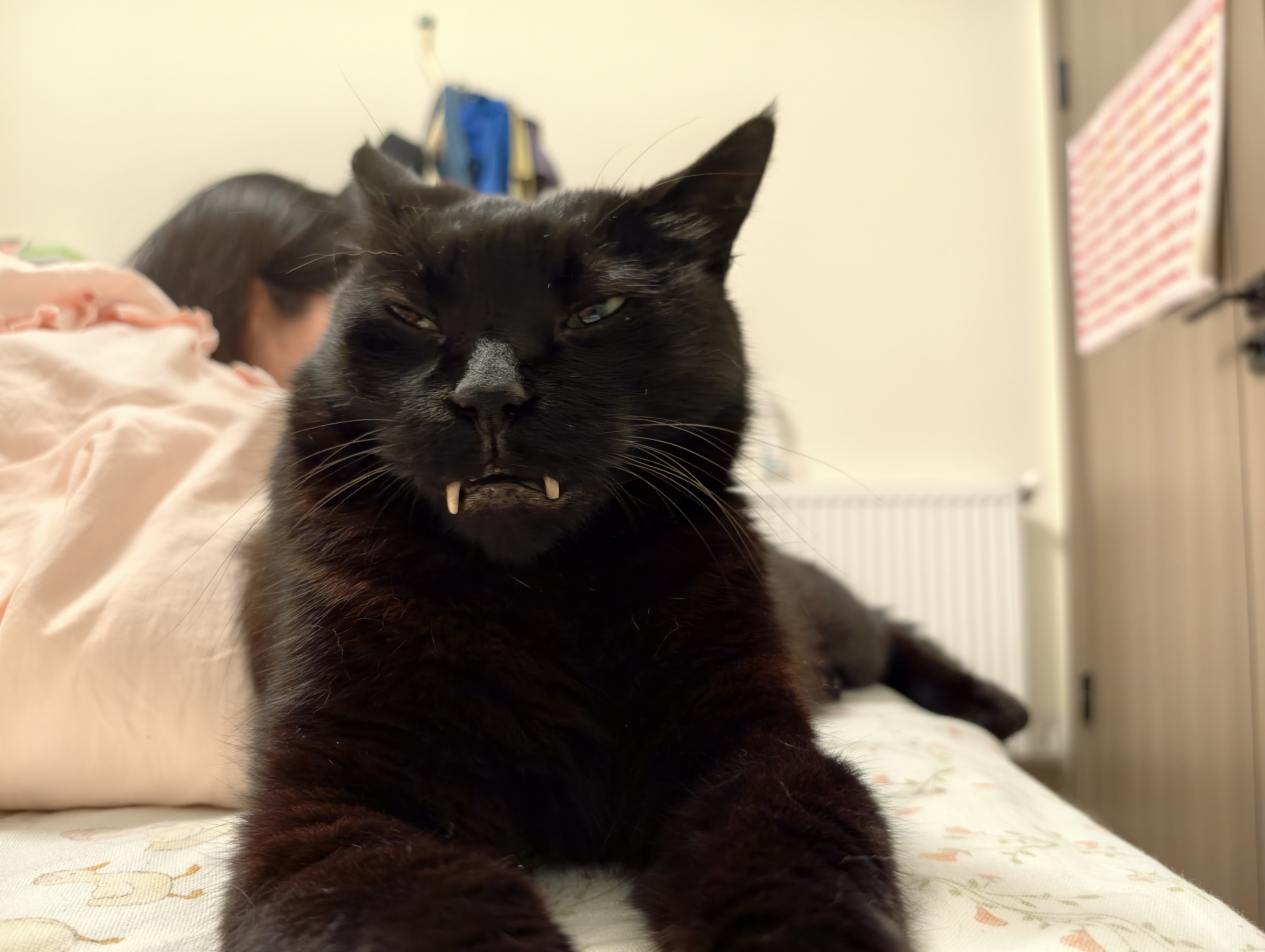 猫 4