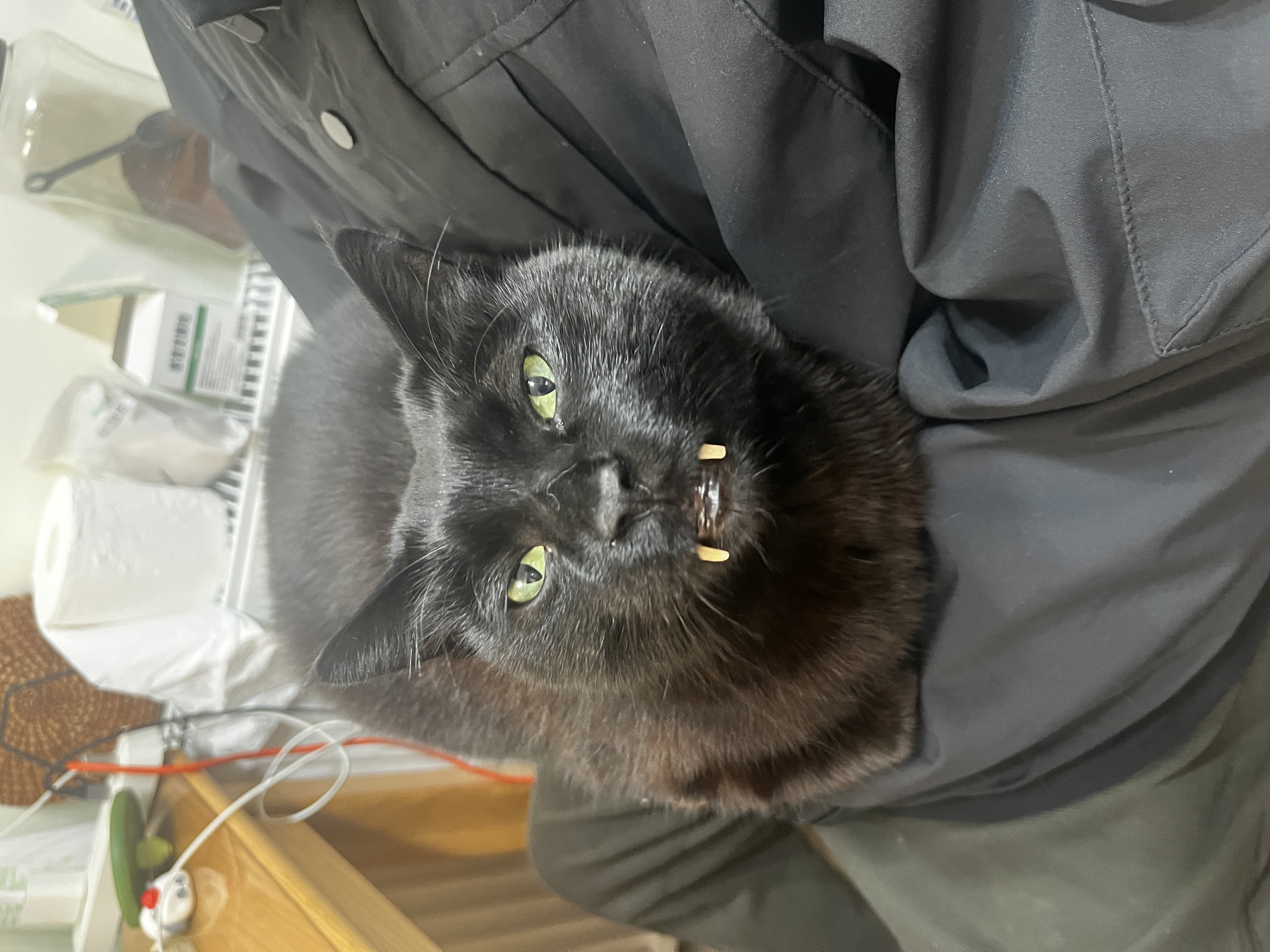 猫 5